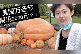 来看看美国万圣节大约2000斤的大南瓜！视频封面