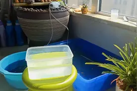 黄粉是治疗观赏鱼的万能药，用错了就是无效药，你知道怎么用吗