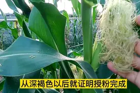 玉米“去头”能高产不假，但要掌握时间位置，来看具体怎么做？视频封面