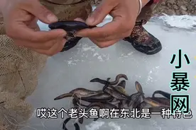 农村大河冬捕河鱼，用土办法也能收获满满，#vlog #东北视频封面