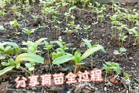 楼顶种菜，西洋菜育苗，按此方法播种，零失败！