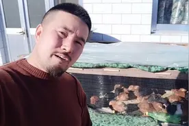 胡子哥养了两个月的小鸡，给他们晒晒太阳，死亡率达到了30%