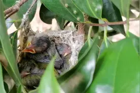 荔枝树下发现一窝好看青绿色的绣眼鸟