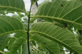 被核桃树上的虫子咬到后又疼又痒，用什么方法可以快速止痛！视频封面