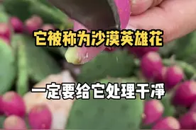 仙人掌被称为沙漠英雄花，为多肉植物的一类。#新农人计划2021 #仙人掌 #神奇的植物 @抖音短视频