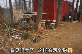 来同学鸡棚看鸡，门口两条大黄狗🐶汪汪直叫，吓得不敢走一步