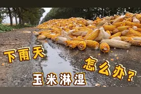 玉米晾嗮遇连续雨天，路边玉米被淋湿，农民创新晾嗮就是好