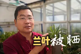 阳台太阳容易晒伤兰叶，选择遮阴很关键，这3种遮阴方法效果不错视频封面