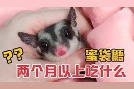 蜜袋鼯可以吃的食物，两个月以上的蜜袋鼯吃什么，铲屎官必看
