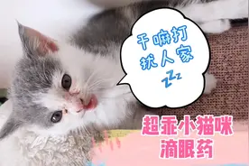 小猫眼睛发炎 | 养猫新手给🐱滴眼药成功！都怪猫咪太乖了
