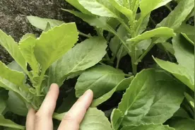 农村到处都是这种草，名叫云南白药，不知你们的怎么叫视频封面