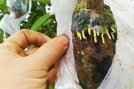 海南青金桔苗，青金桔一年四季开花结果的视频封面