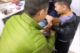 买了小狗第二天就生病了，换做你该怎么办？之狗狗痊愈