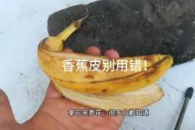 没有钾肥？香蕉皮兑点啤酒水，高钾肥，催花儿，杀菌还灭虫子！