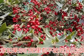枸骨果，可以泡酒泡水喝，降血压，补肝肾视频封面