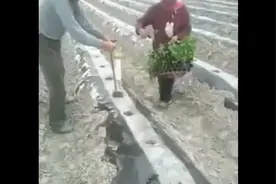 你每天吸的烟叶就是這樣種出來的。Cigarette cultivation.视频封面