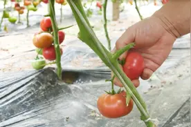 番茄套袋能高产，啥时间套袋才好？错过这个时间，还不如不套