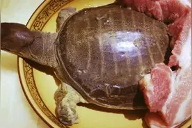 五花肉炒甲鱼，放了一种提鲜去腥的调料，果然胃口大增。视频封面