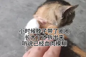 家猫没打疫苗小时候会长虫子，小时候带猫圈忘记拆了太心疼了视频封面