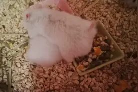 24天的公仓鼠宝宝追着仓鼠妈妈满笼子跑，多少天应该分笼喂养？