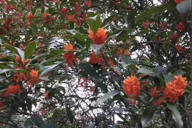 成千上万棵桂花树森林，金秋十月丹桂飘香，令人陶醉！视频封面