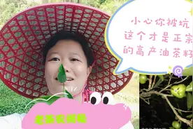 茶农玲儿带你看自家种的高山茶籽这一片能打多少油？100元/斤值吗视频封面