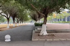 鹿山学院&柳州工学院视频封面