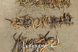 农村人的业余收入，晚上上山抓蜈蚣居然一天可以卖345元视频封面