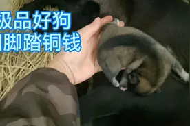 一窝小狗，极品好狗和极端差狗都有，俗话说.黑狗白胸克死主人公