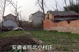 安徽省皖北小村庄，一只大公鸡，带一群母鸡幸福生活视频封面