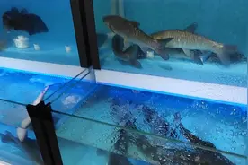 乖爸乖妈为啥吵架，闹别扭，抓紧围观吧