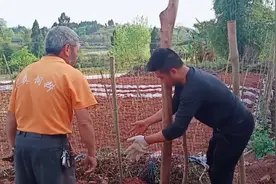 马上买鸡苗了，用低成本建鸡棚，80个平方200元搞定，实用又牢固视频封面