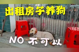出租房子遇到租户养狗，还是先跟租客好好说说视频封面
