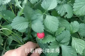 野草莓很好看，它对人有什么好处呢