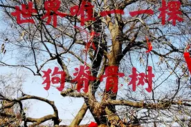 世界唯一一棵狗脊骨树，生长在河南杞县金村，树龄已2800年视频封面
