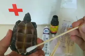 乌龟腐甲不要丢弃，这样治疗简单不费时，好得快，善待每一个生灵视频封面