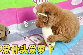 饿一天的泰迪，为什么选择吃萝卜，不吃狗粮？原来白萝卜这么好吃视频封面