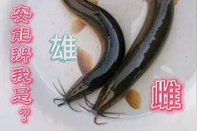 老渔民抓了一辈子鱼，分不清泥鳅雌雄，教你一招分辨