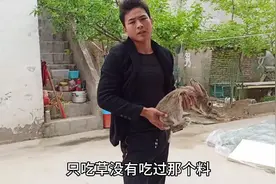 只喂草的兔子20天能长多重？农村小伙现场称重，为求真实视频封面