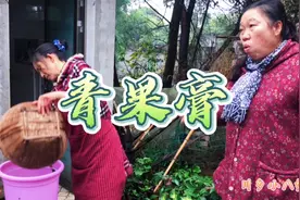 八妹摘青果，准备做青果膏，拉上二嫂和兄弟媳妇去干苦力