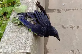 上演现实版——鸟为食亡