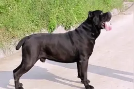 意大利皇家护卫犬，权利和地位的象征视频封面