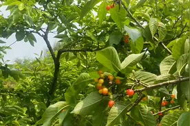 重庆璧山大路镇摘樱桃视频封面