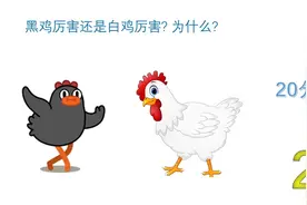 黑鸡厉害还是白鸡厉害？为什么？