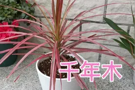 漂亮的千年木，又名红边龙血树，净化空气皮实好养全身是宝