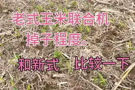 老式玉米联合收割机，掉子程度，与新式相比，看看。哪个掉的多视频封面