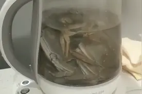 复工后同事带阳澄湖大闸蟹到单位一起吃，海鸥教您大闸蟹完美吃法