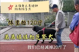 实拍上海老人养拉布拉多犬体重超120斤，聊狗狗吃喝拉撒、趣事