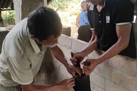 农村热心大哥是个养猪能手，给我免费传授这招养猪必备技能视频封面