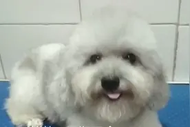 新颖兄:带朋友们了解下灰色泰迪的可爱和迷人之处。视频封面